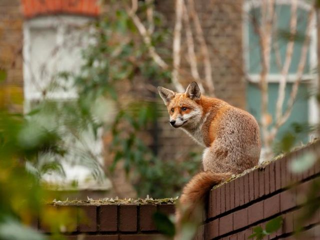 Ein Fuchs sitzt in einem Wohngebiet auf einer Mauer und dreht sich zum Betrachter hin