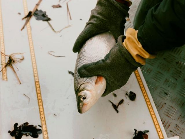 Man sieht einen Bildausschnitt, in welchem zwei Hände eines Forschungsfischers mit Handschuhen einen Fisch halten